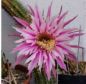 Preview: Akersia / Hildewintera hybrid - Babara Kellner